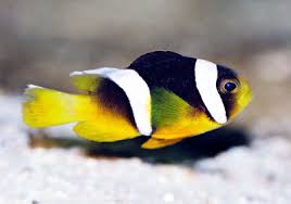 Sebae Clownfish Amphiprion Sebae Sebas Anemonefish