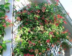 Image result for Lonicera confusa