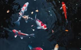 Jangan Biarkan Koi Stress Obati Dengan Garam Jual Garam Beryodium Berita Artikel Pabrik Garam Industri Konsumsi Pt Sumatraco Langgeng Makmur Surabaya