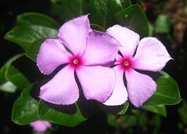 Image result for Catharanthus