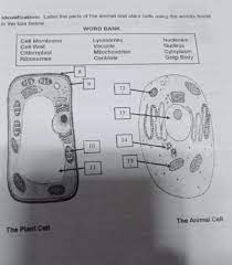 Check spelling or type a new query. What Is The Function Of A Vacuole In A Plant Cell Brainly