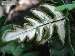 Image result for Aleuritopteris