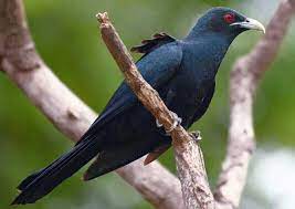 Org.binatangpeliharaan.suaraburungbetina) is developed by binatang peliharaan and the latest version of suara burung betina 1.0 was updated. Download Suara Burung Bubut Pacar Jambul Gacor Mp3 Harga