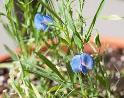 Image result for Lathyrus