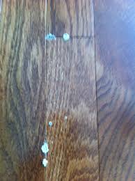 Before installing a wood floor, it is important to know about the available types. Beetle Battle Pits Homeowners Against Flooring Firms Cbc News