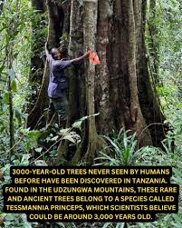 Image result for Tessmannia