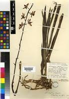 Image result for Eulophia leachii