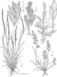 Image result for Agrostis pilgeriana
