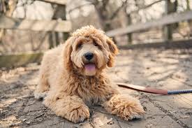 Lots of breeds have long coats—some thick and dense, others silky and fine. 13 Cute Dog Breeds With Curly Hair