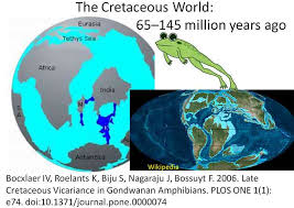 Image result for Scorodophloeus fischeri