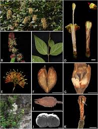 Image result for Rothmannia whitfieldii