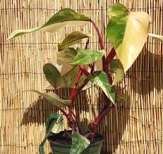 Philodendron Burle Marx Plant In 2x2x7 Pot Plants Philadendron Plant Philodendron
