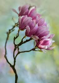 Pin By Token Images On Inspirations Flowers Magnolia Magnolia Flower