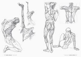 Sie wurde von den schöpfern der eule boo geschafft. Morpho Die Anatomie Des Menschen Fur Kunstler Korper Zeichnen Lernen Mit Uber 1 000 Abbildungen Der Korrekten Korperproportionen Michel Lauricella Amazon De Bucher