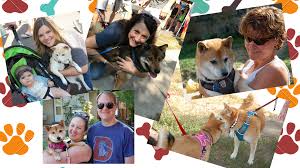 Dogs $150 $250 for puppies under 6 months. Pet Adoption Fair Pearl St Farmer S Market Denver Sunday 9 9 From 9am 1pm Colorado Shiba Inu Rescue