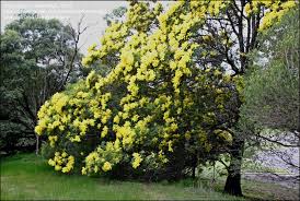 Image result for Acacia decurrens