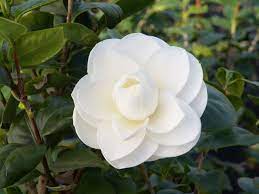Pin On Secret Garden
