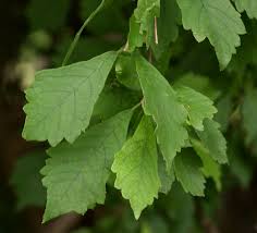 Image result for Karomia tettensis