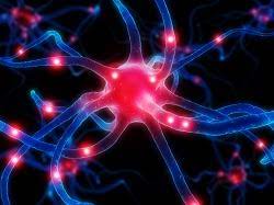 Wissenschaft Im Trend Sterben Unsere Hirnzellen Wenn Wir Altern Forscher Sagen Nein News Cordis European Commission