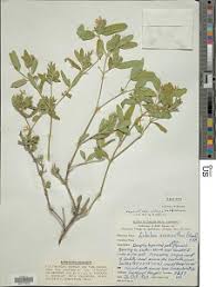 Image result for Megalochlamys revoluta