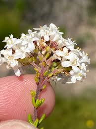 Image result for Selago anatrichota × goetzei