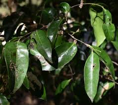 Image result for Huberantha