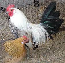 Casal Conchinas Novas Casal De Kiril Adulto Casal De Hamburgo Novo Casal De Fenix C Femea Dourada Fenix Galo Animais Femea