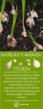 Grow Garlic Stick Plant And Harvest Anbau Von Pflanzen Knoblauch Anbauen Knoblauch Pflanzen Knoblauch Anpflanzen