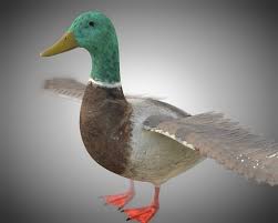 Duck 3d Model On Cubebrush Co In 2020 Duck Bird Bird 3d Model