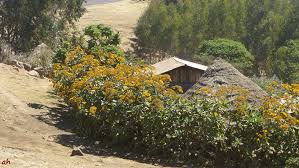 Image result for Solanecio