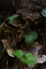 Woodland Serenity Predictablytypical Psilocybe Cyanescens Plant Leaves Blooming Rose Woodland