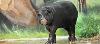 More images for rostocker zoo » Sehenswertes Rostocker Zoo Tierpark Zoologischer Garten Zoo Rostock