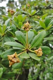 Image result for Terminalia randii