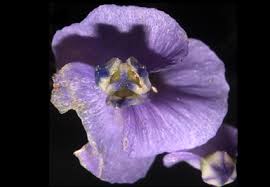 Image result for Burmannia