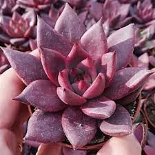 We did not find results for: 40 Beautiful Types Of Purple Succulents Succulent Alley