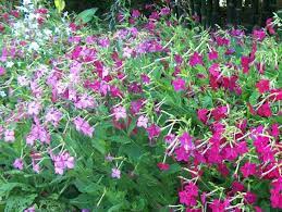 Nicotiana Alata Late Summer Flowers Flower Seeds Night Blooming Flowers
