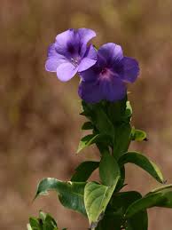 Image result for Barleria mackenii