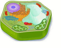 9,827 best animals free video clip downloads from the videezy community. Free Animal And Plant Cell Gif S Yahoo Image Search Results Plant Cell Animal Cell Science Projects