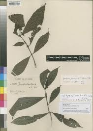 Image result for Gaertnera