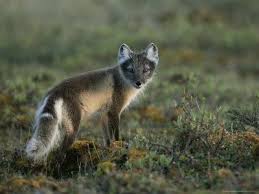 In the winter, it is entirely white, and in the summer the coat ranges from. Arctic Fox In Summer Coat Tiere