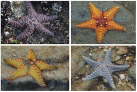 Types Of Echinoderms Read Biology Ck 12 Foundation