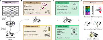 Let us consider the basics of how to manage broken wing butterflies. Honey Bees As Models For Gut Microbiota Research Lab Animal