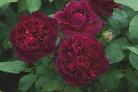 Bears very deep, velvety crimson blooms, with lighter coloured outer petals. Munstead Wood Rose Plants For Sale Ashridge Nurseries