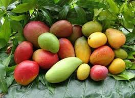 Mango Diversity In Haiti Haitian Food Recipes Tropical Fruits Mango