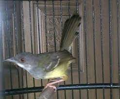 • ciblek jantan yang masih muda/anakan pada ujung paruh bagian bawah memiliki titik berwarna hitam. Cara Membedakan Burung Ciblek Jantan Dan Betina