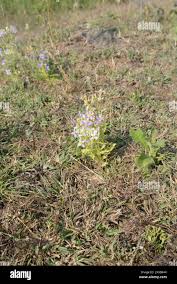 Image result for Exacum oldenlandioides