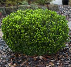 Boxwood is susceptible to the following diseases and pest problems. Baby Gem Boxwood From Garden Debut