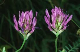 Image result for Astragalus