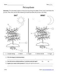 Imagine that you are member of the 'grading committee' and your committee must determine the grade the students should receive for each question. Pdf Science Printable Handout Photosynthesis Worksheets And Posters Photosynthesis Worksheet Photosynthesis Worksheets