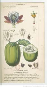 Dictionnaire Des Sciences Naturelles Partie 2 Par Plusieurs Professeurs Du Jardin Du Roi 1816 1845